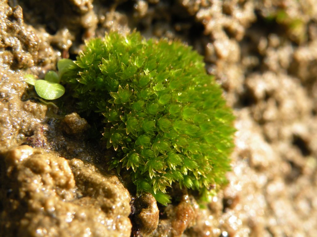 Forse Bryum sp... dalla riviera ligure